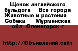 Щенок английского бульдога  - Все города Животные и растения » Собаки   . Мурманская обл.,Оленегорск г.